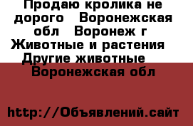 Продаю кролика не дорого - Воронежская обл., Воронеж г. Животные и растения » Другие животные   . Воронежская обл.